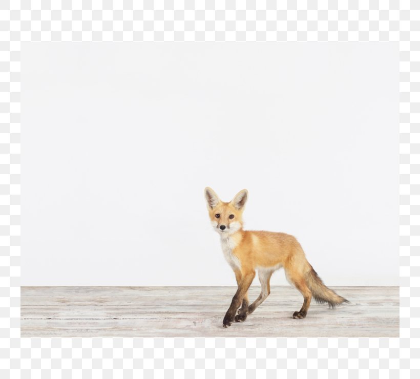 Red Fox IPhone 6 Arctic Fox Fennec Fox, PNG, 740x740px, Red Fox, Animal, Arctic Fox, Carnivoran, Dog Like Mammal Download Free