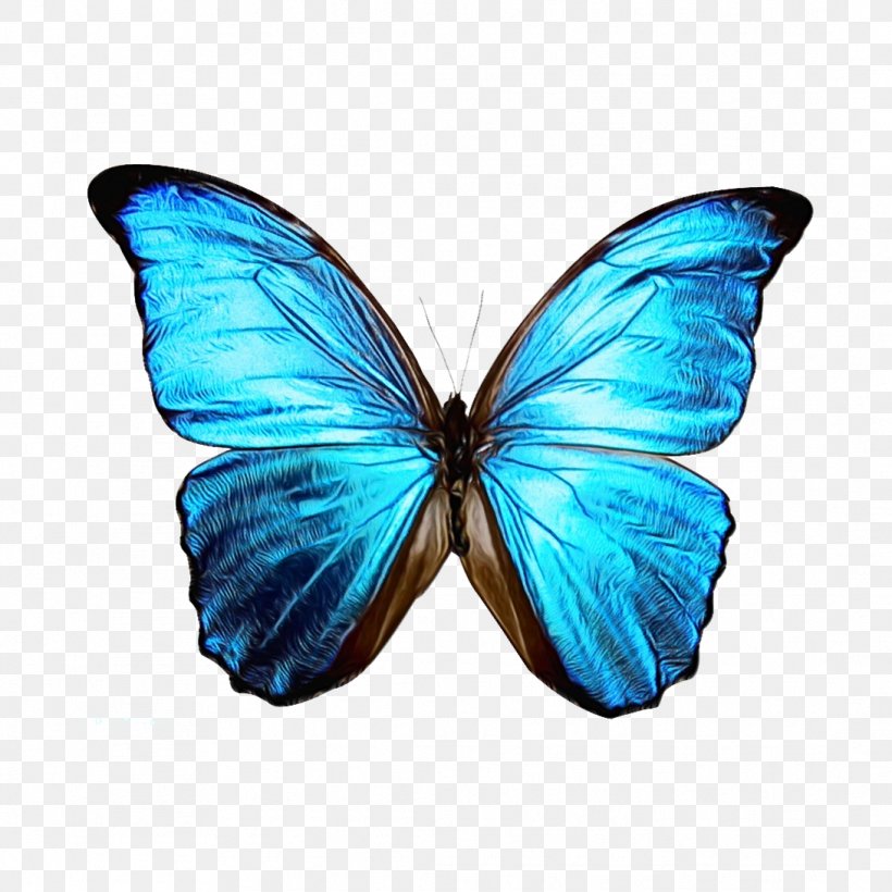 Butterfly, PNG, 1091x1091px, Monarch Butterfly, Azure, Beatport, Blue, Blue Morpho Download Free