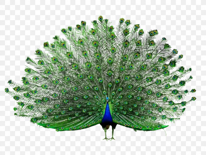 Clip Art Peafowl Download, PNG, 866x650px, Peafowl, Beak, Bird, Feather, Galliformes Download Free