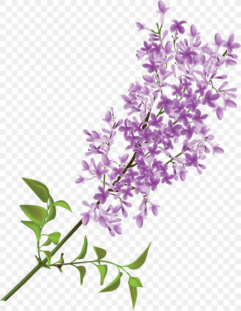 Common Lilac Flower Clip Art, PNG, 1935x2500px, Common Lilac, Branch, Cut Flowers, Decorative Arts, Floral Design Download Free