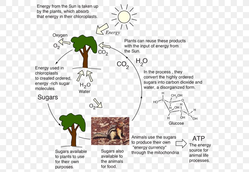Energy Transformation Energy Flow Photosynthesis Solar Energy, PNG, 602x569px, Energy Transformation, Adenosine Triphosphate, Area, Biology, Calvin Cycle Download Free