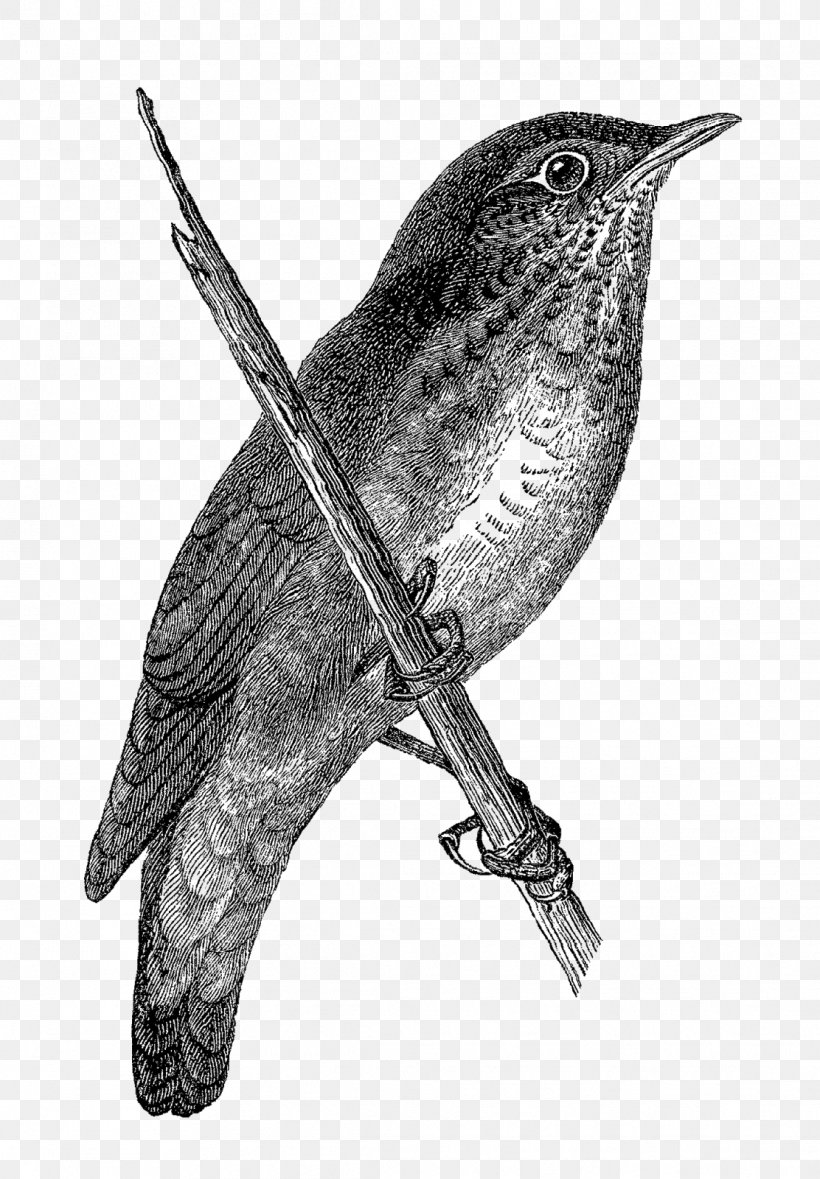Finches Wren Beak Drawing /m/02csf, PNG, 1112x1600px, Finches, Beak, Bird, Black And White, Cuckoos Download Free
