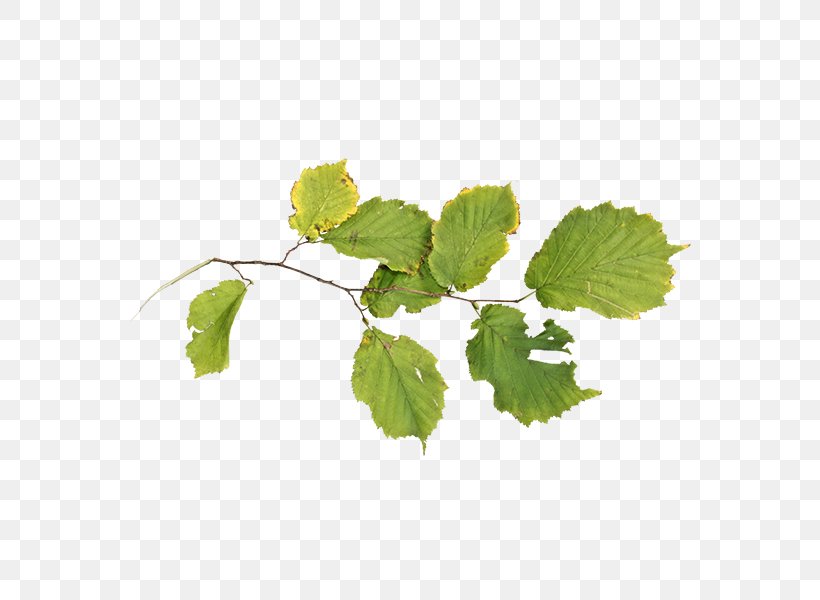 Grapevines Grape Leaves Herb Leaf Branching, PNG, 600x600px, Grapevines, Branch, Branching, Grape Leaves, Grapes Download Free