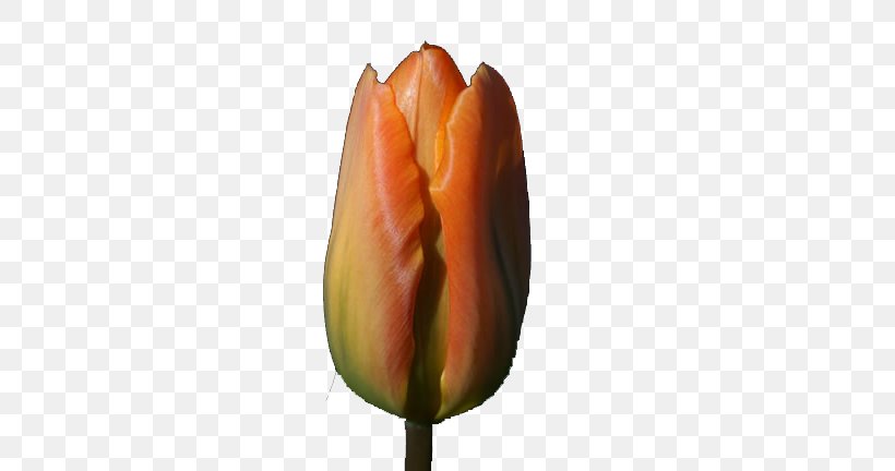 Tulip Flower Download, PNG, 650x432px, Tulip, Bud, Designer, Flower, Flower Bouquet Download Free