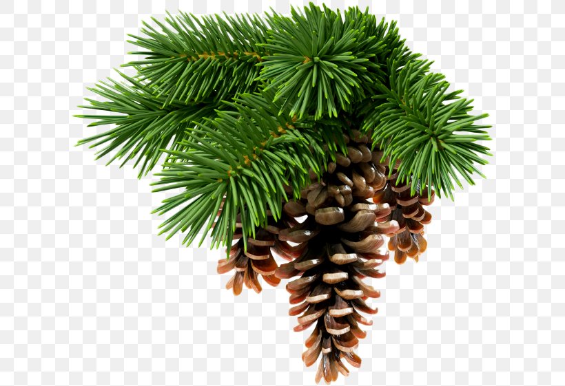 Abies Sibirica Conifer Cone Spruce White Fir Conifers, PNG, 616x561px, Abies Sibirica, Branch, Christmas Decoration, Christmas Ornament, Conifer Download Free