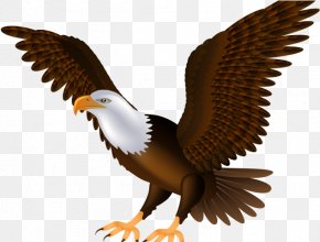 Bald Eagle Logo Clip Art, PNG, 1023x819px, Bald Eagle, Bird Of Prey