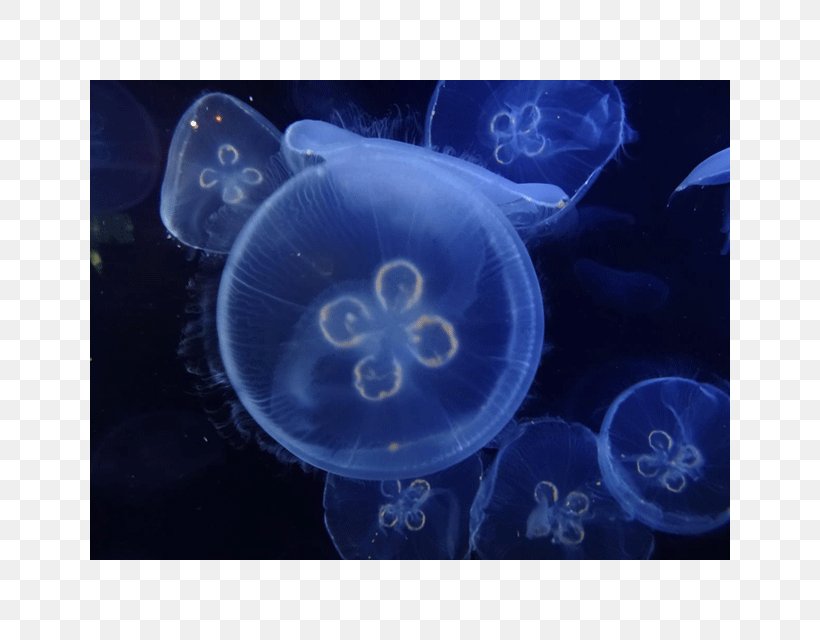 Jellyfish Marine Biology Cnidaria, PNG, 640x640px, Jellyfish, Biology, Blue, Cnidaria, Cobalt Blue Download Free