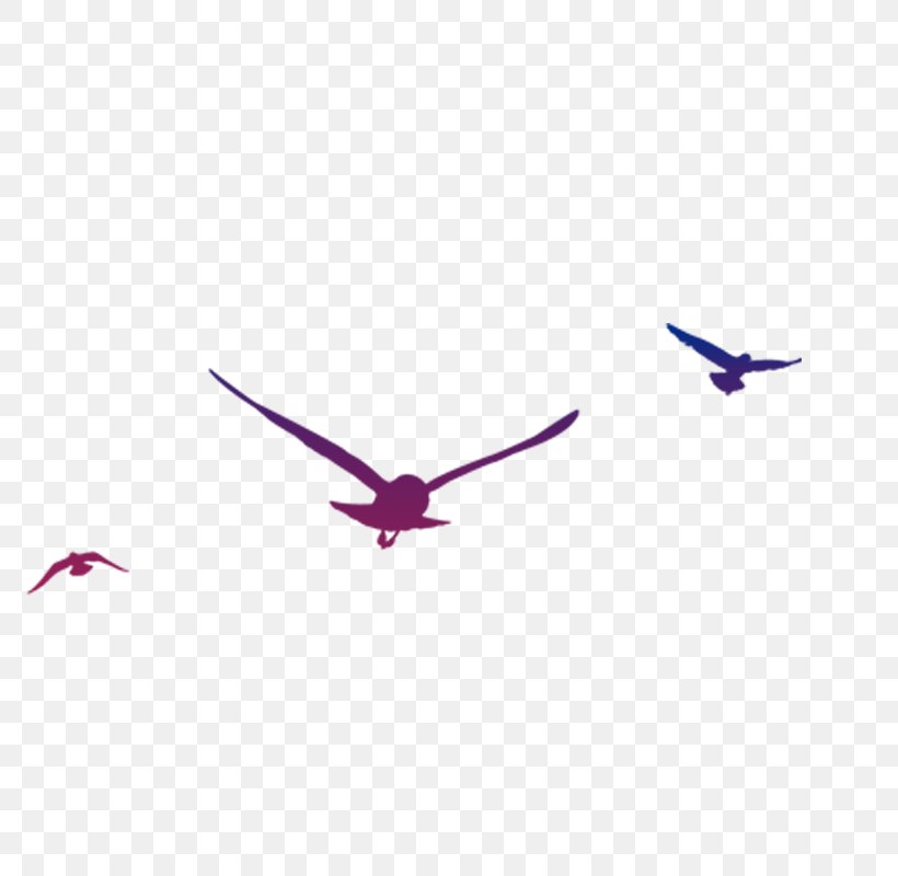 Bird Gulls, PNG, 800x800px, Bird, Beak, Chart, Computer Graphics, Gulls Download Free