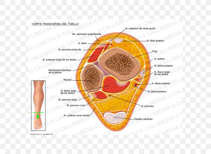 Crus Ankle Human Anatomy Transverse Plane, PNG, 600x600px, Watercolor, Cartoon, Flower, Frame, Heart Download Free
