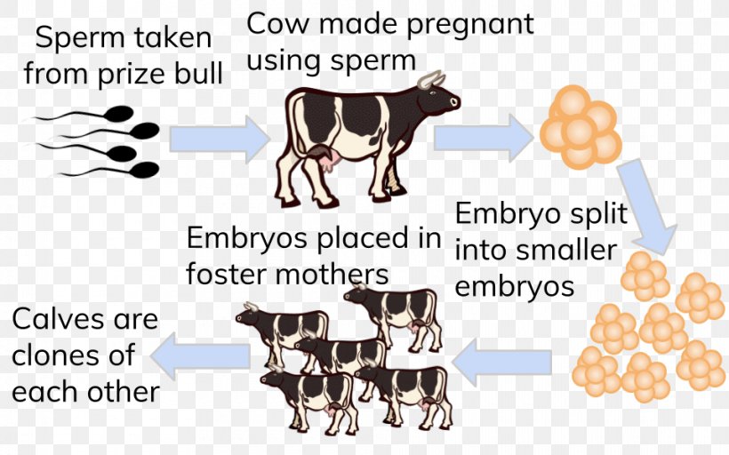 Dairy Cattle Cloning Highland Cattle Embryo Reproduction, PNG, 960x600px, Dairy Cattle, Animal, Animal Figure, Area, Asexual Reproduction Download Free