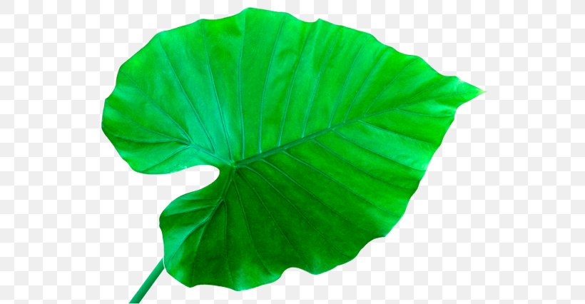 Leaf Que Planta Es? Petal, PNG, 600x426px, Leaf, Bladnerv, Data, Flower, Green Download Free