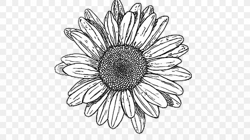 Sunflower, PNG, 832x466px, Sunflower, Blackandwhite, Drawing, Flower, Gerbera Download Free