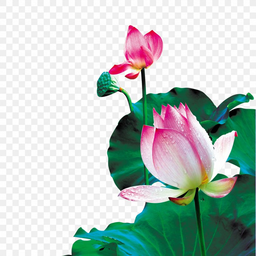 China Wallpaper, PNG, 1500x1500px, China, Aquatic Plant, Bud, Cut Flowers, Flora Download Free