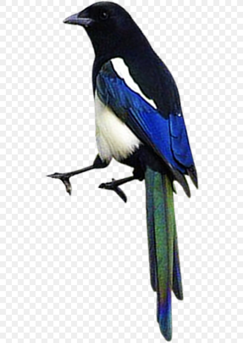 Eurasian Magpie Bird Airplane, PNG, 525x1155px, Eurasian Magpie, Airplane, Beak, Bird, Blue Jay Download Free