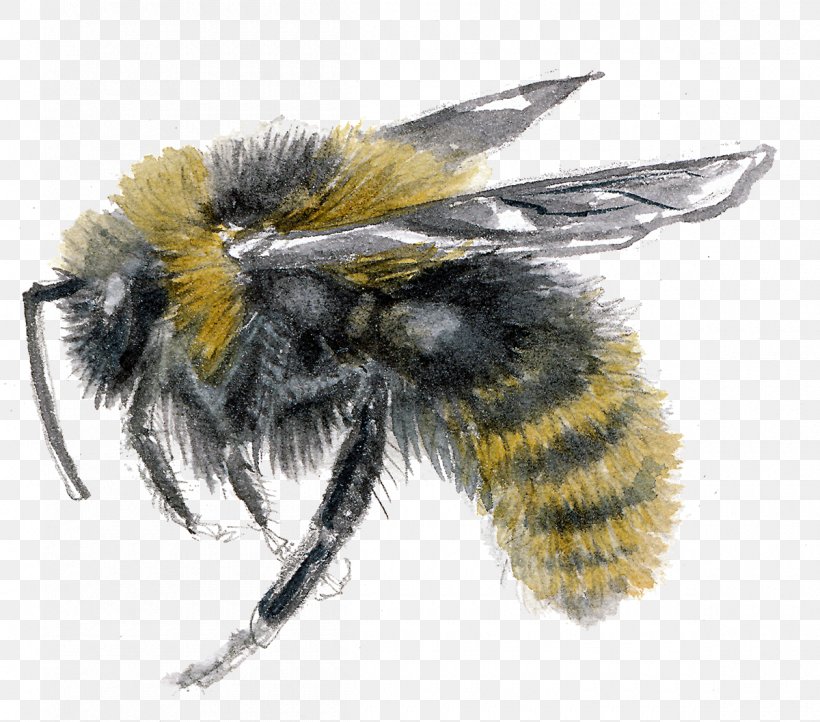 Honey Bee Psithyrus Bombus Campestris Bombus Barbutellus, PNG, 1200x1057px, Honey Bee, Arthropod, Bee, Bombus Barbutellus, Bumblebee Download Free