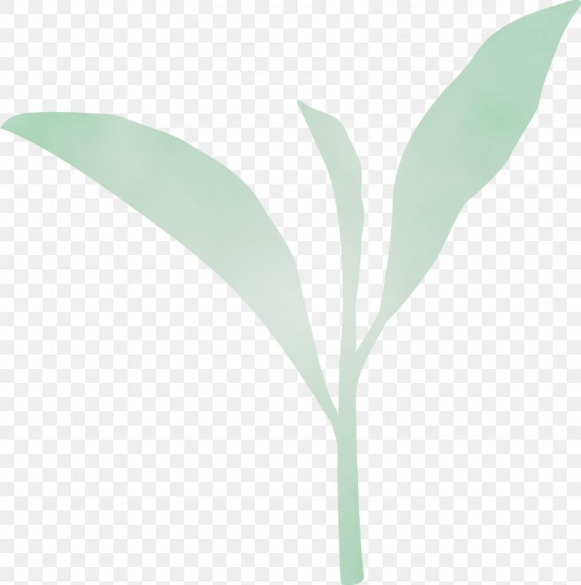 Leaf Green Plant Flower Lily Of The Valley, PNG, 2980x3000px, Tea Leaves, Eucalyptus, Flower, Green, Leaf Download Free