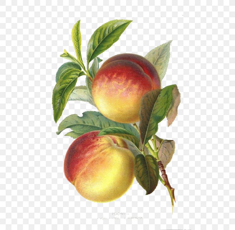 Peach Plum Botany Botanical Illustration Fruit, PNG, 515x800px, Peach, Apple, Apricot, Berry, Botanical Illustration Download Free