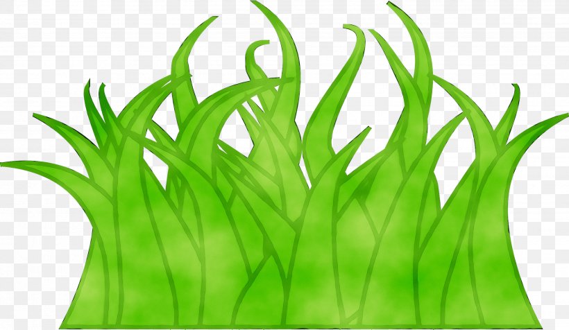 Wheatgrass Green Leaf Plant Stem Line, PNG, 2639x1532px, Wheatgrass, Aquarium, Grass, Grass Family, Green Download Free