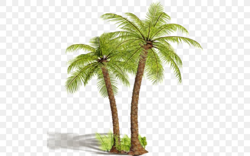 Arecaceae Tree Coconut Shrub, PNG, 512x512px, Arecaceae, Areca Palm, Arecales, Attalea Speciosa, Borassus Flabellifer Download Free
