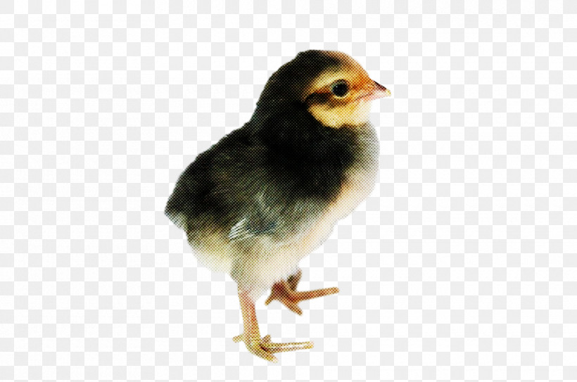 Bird Beak Chicken Perching Bird, PNG, 960x636px, Bird, Beak, Chicken, Perching Bird Download Free