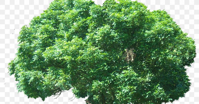 Branch Oriental Arbor-vitae Plant Tree Evergreen, PNG, 824x432px, Branch, Acer Campestre, Arecaceae, Cupressaceae, Evergreen Download Free