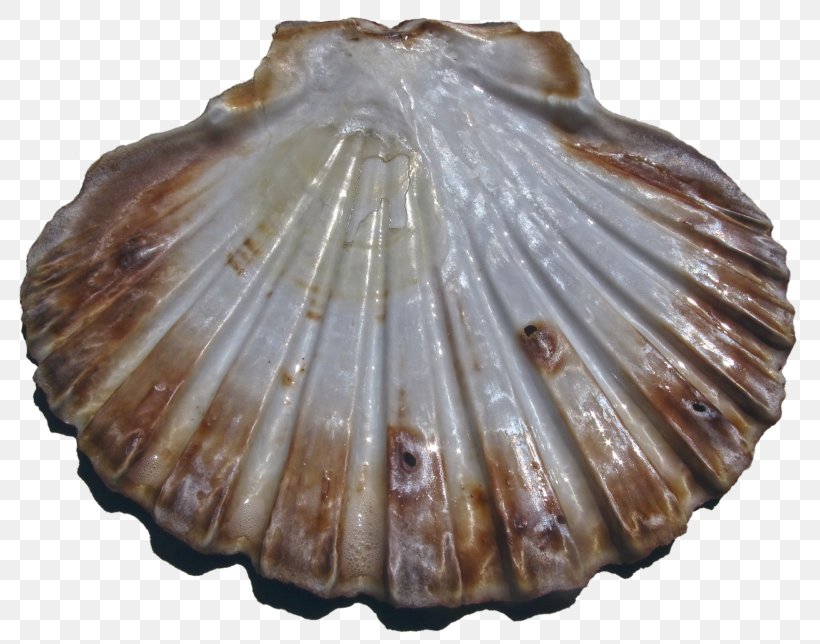 Cockle Seashell Bivalvia Pecten Jacobaeus Great Scallop, PNG, 800x644px, Cockle, Abalone, Bivalvia, Clam, Clams Oysters Mussels And Scallops Download Free