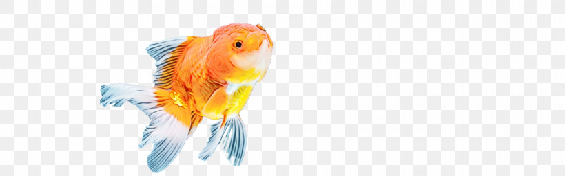 Goldfish Fish Beak Close-up Computer, PNG, 1920x600px, Watercolor, Beak, Biology, Closeup, Computer Download Free