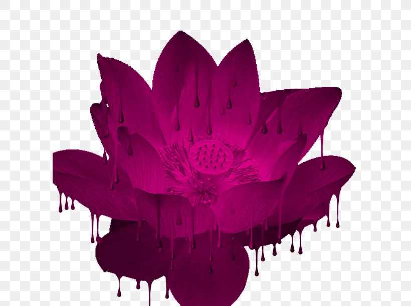 LOFTER Blog Petal, PNG, 610x610px, Lofter, Blog, Flower, Flowering Plant, Magenta Download Free