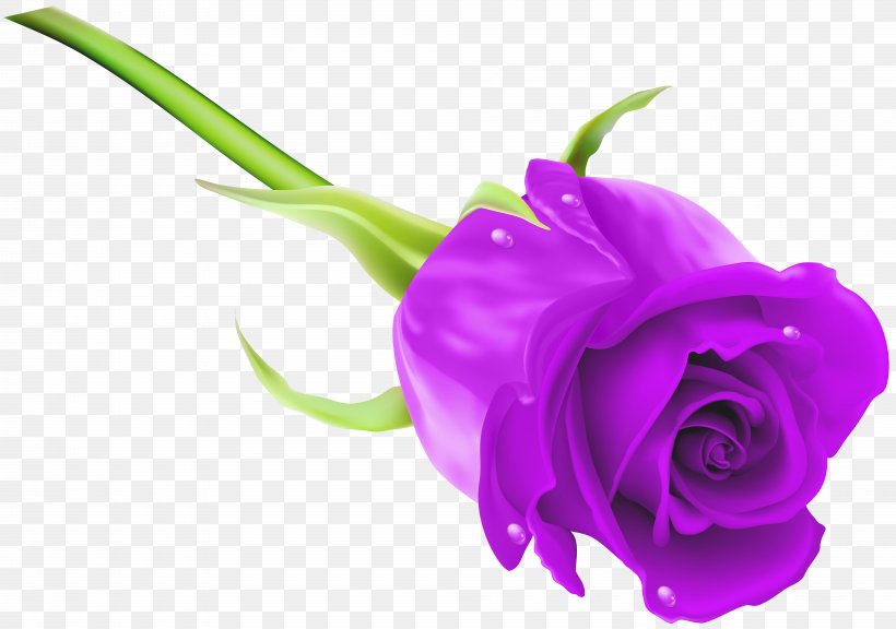 Rose Purple Clip Art, PNG, 8000x5628px, Rose, Blue, Blue Rose, Close Up, Cut Flowers Download Free