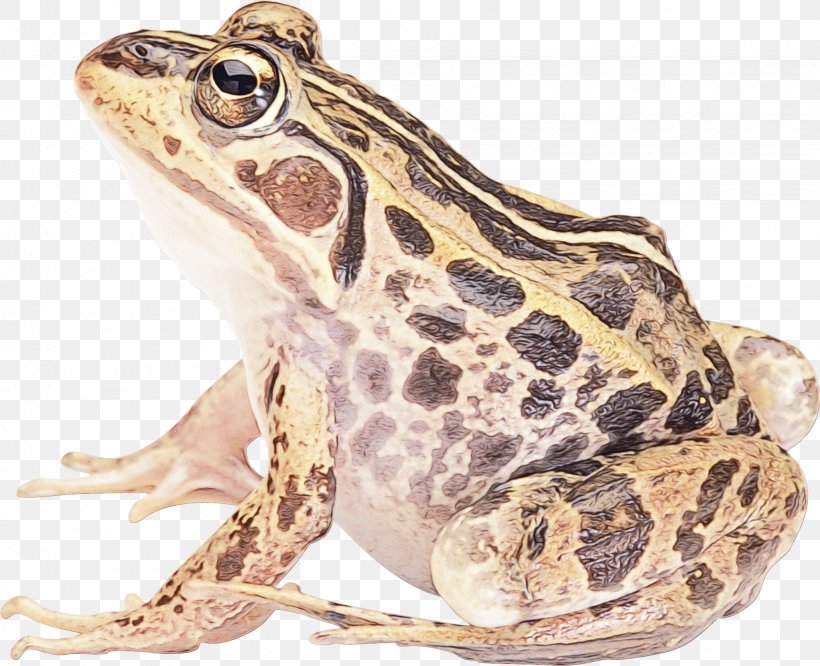 True Frog American Bullfrog Toad Salamander, PNG, 2044x1661px, Frog, American Bullfrog, Amphibian, Amphibians, Anaxyrus Download Free