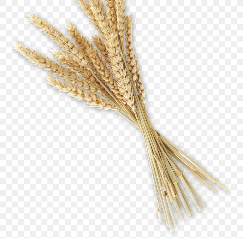 Emmer Bread Whole Grain Spelt Einkorn Wheat, PNG, 756x803px, Emmer, Bread, Bread Machine, Cereal, Cereal Germ Download Free