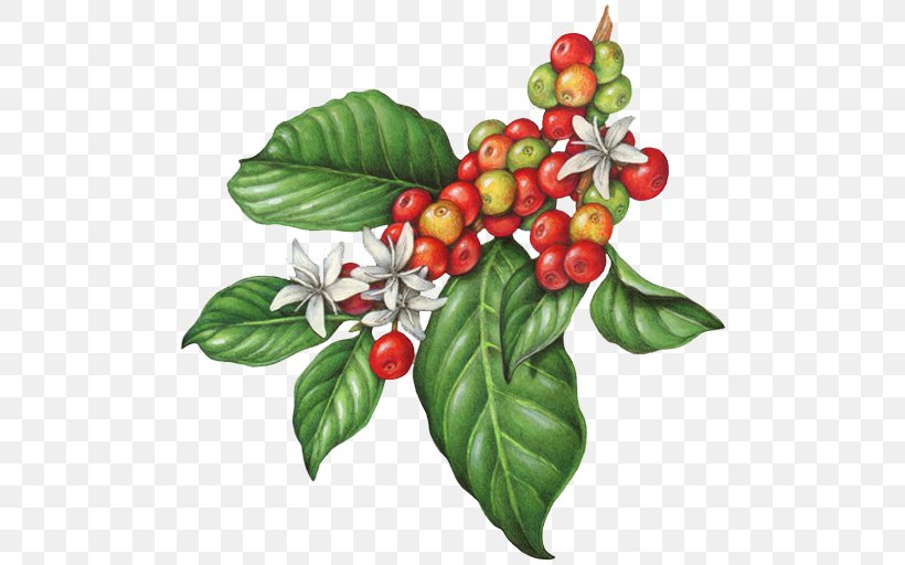 Coffee Bean Cafe Tea Espresso, PNG, 504x512px, Coffee, Aquifoliaceae, Aquifoliales, Arabica Coffee, Bean Download Free