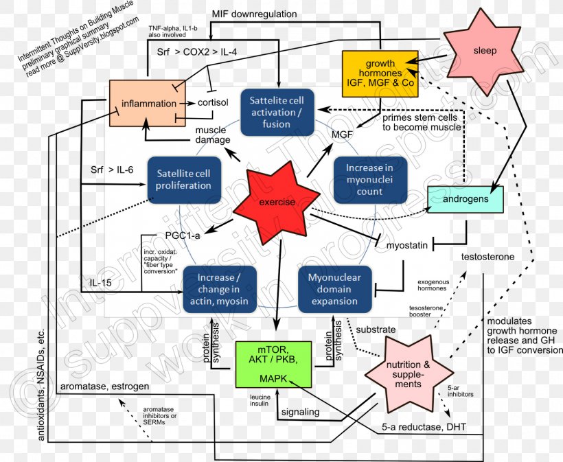 Muscle Hypertrophy Anabolism Insulin-like Growth Factor, PNG, 1600x1315px, Muscle Hypertrophy, Anabolic Steroid, Anabolism, Area, Diagram Download Free