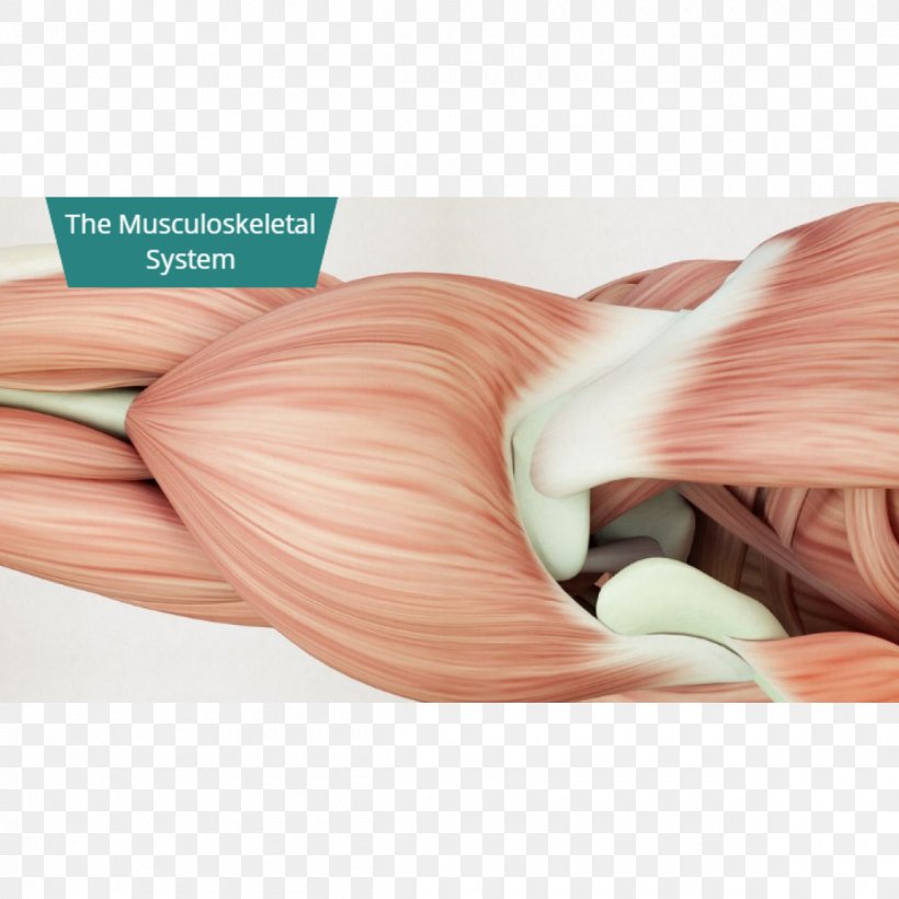 Shoulder Human Body Human Anatomy Muscle, PNG, 1200x1200px, Shoulder, Anatomy, Deltoid Muscle, Human Anatomy, Human Body Download Free