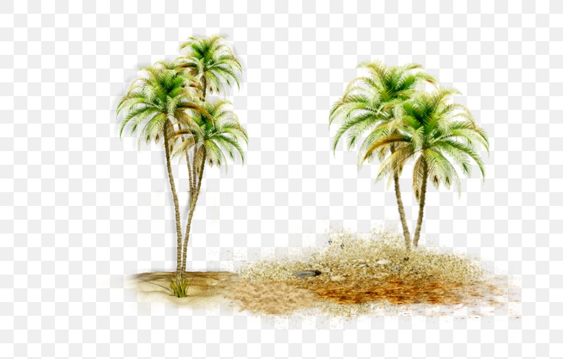 Asian Palmyra Palm Coconut Date Palm Palm Trees Borassus, PNG, 699x523px, Asian Palmyra Palm, Arecales, Borassus, Borassus Flabellifer, Coconut Download Free