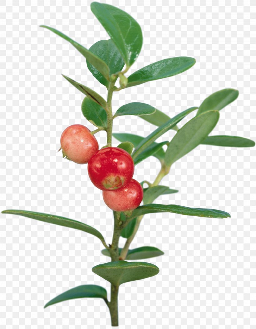 Fruit Lingonberry Cranberry Pineapple, PNG, 3776x4858px, Fruit, Animation, Aquifoliaceae, Auglis, Berry Download Free