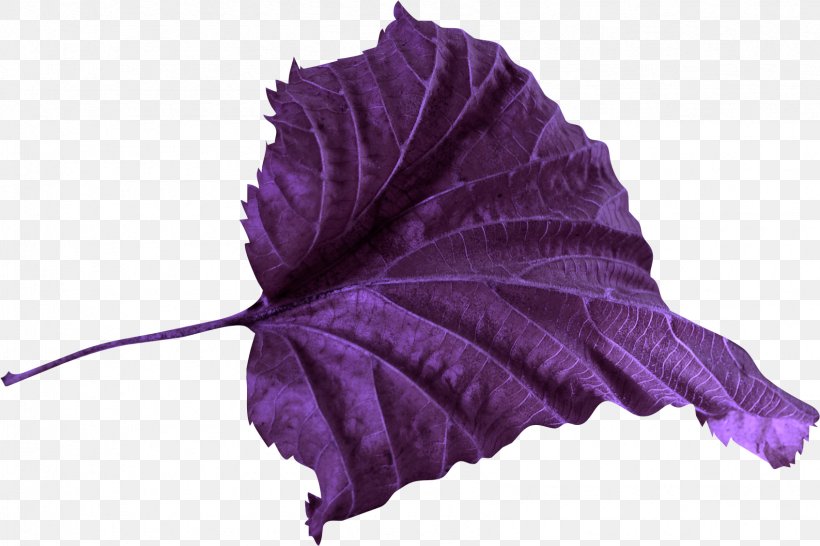 Leaf Petal Violet Color Clip Art, PNG, 1693x1128px, Leaf, Branch, Color, Flower, Lilac Download Free
