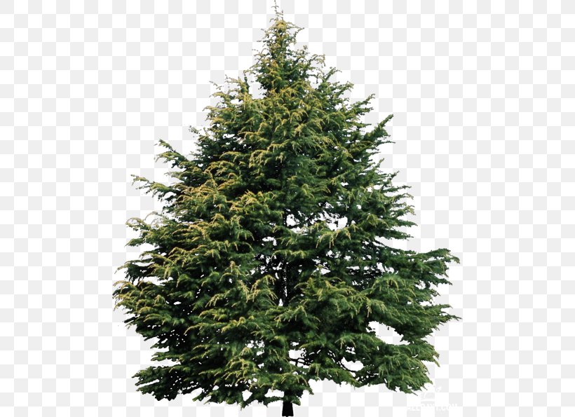 Tree Shrub Conifers Plants Evergreen, PNG, 500x595px, Tree, Biome, Branch, Christmas Decoration, Christmas Tree Download Free