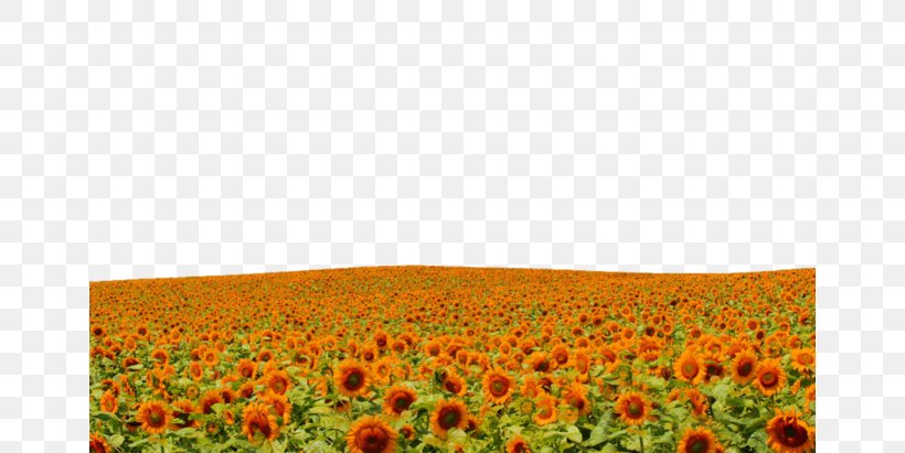 Common Sunflower Red Sunflower Yellow, PNG, 658x411px, Common Sunflower, Color, Daisy Family, Field, Flower Download Free