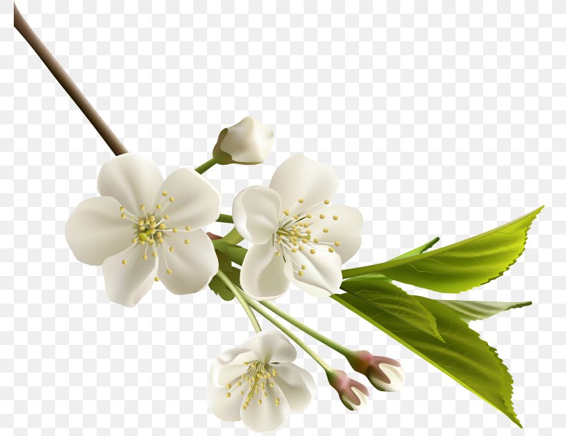 Flower Floral Design Blossom Clip Art, PNG, 779x632px, Flower, Blossom, Branch, Cherry Blossom, Cut Flowers Download Free