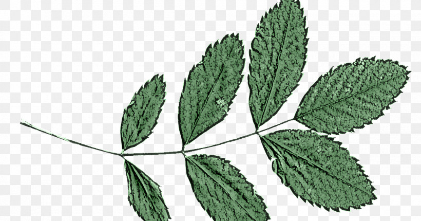 Leaf Plant Flower Tree Swamp Birch, PNG, 1200x630px, Leaf, Flower, Herb, Mulukhiyah, Nettle Family Download Free