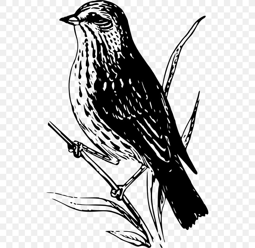 Sparrow Bird Clip Art, PNG, 521x799px, Sparrow, Art, Beak, Bird, Black And White Download Free