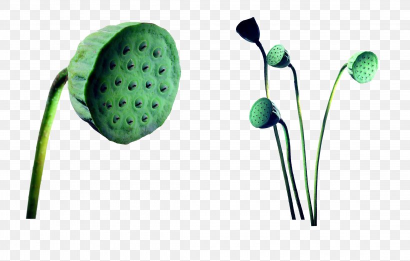 Cartoon Lotus Seed Photography, PNG, 4590x2927px, Cartoon, Art, Audio, Audio Equipment, Flower Download Free