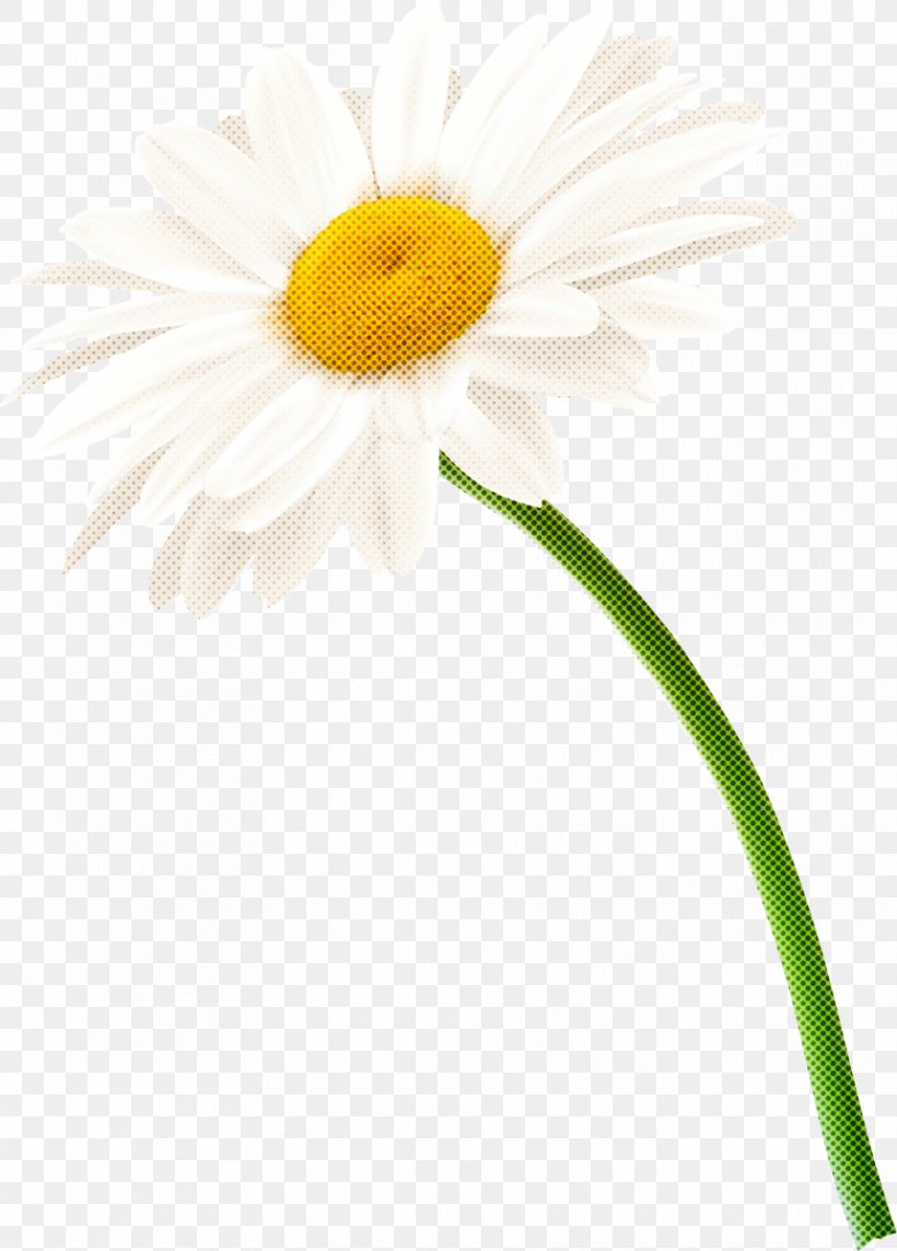 Daisy, PNG, 860x1199px, Oxeye Daisy, Barberton Daisy, Camomile, Chamaemelum Nobile, Chamomile Download Free