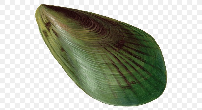 Leaf, PNG, 600x450px, Leaf, Clams Oysters Mussels And Scallops Download Free