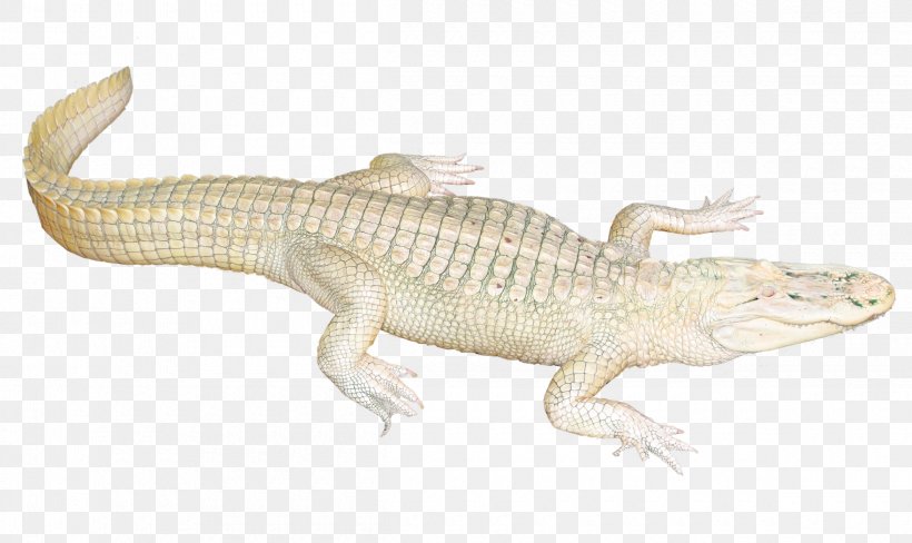 Lizard Crocodile Fauna Terrestrial Animal, PNG, 2400x1429px, Crocodiles, Animal, Box Turtle, Common Snapping Turtle, Crocodile Download Free