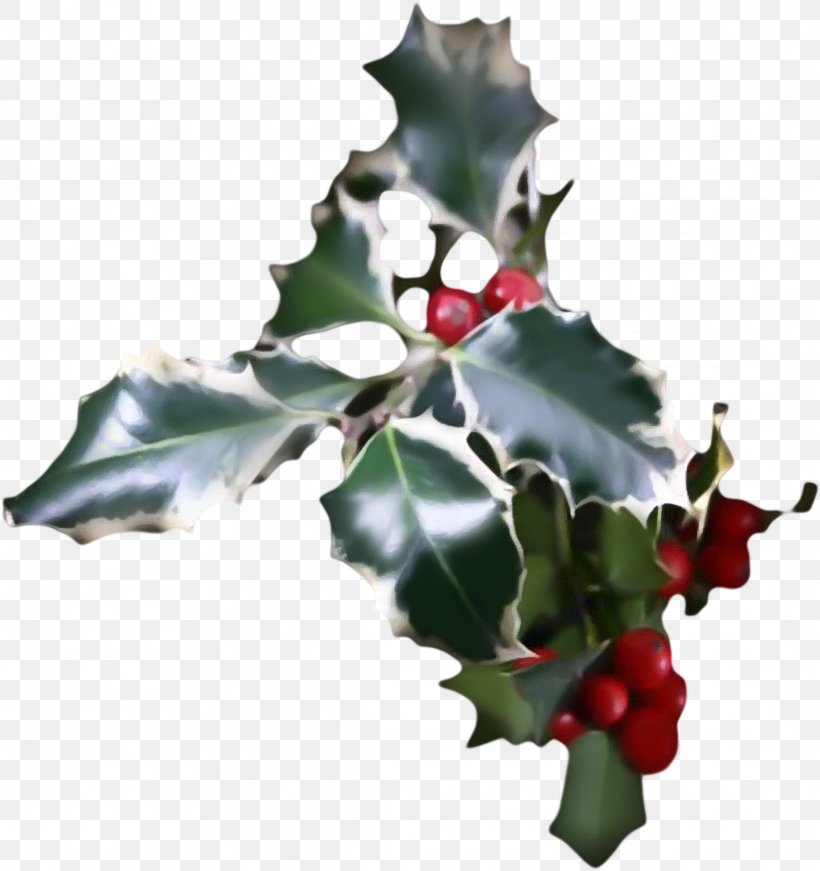 Common Holly Aquifoliales Ilex Crenata Christmas Plant, PNG, 2178x2314px, Common Holly, Aquifoliaceae, Aquifoliales, Branch, Christmas Download Free