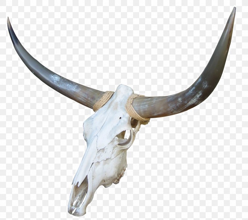 Cow's Skull: Red, White, And Blue Cattle Bone Goat, PNG, 1528x1354px, Cattle, Antler, Bone, Cattle Like Mammal, Goat Download Free