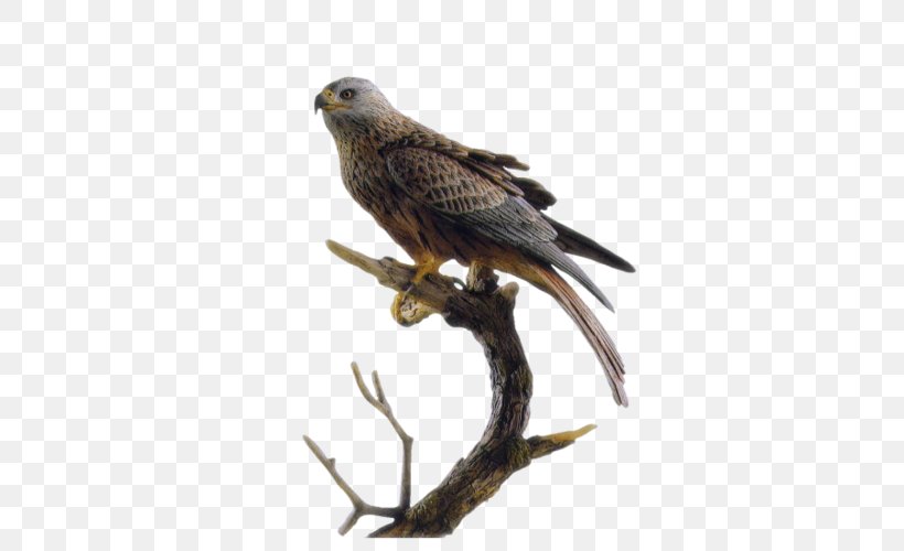 Falcon Le Gite Des Faucons **** Hawk Eagle Bird, PNG, 364x500px, Falcon, Accipitriformes, Alps, Beak, Bird Download Free