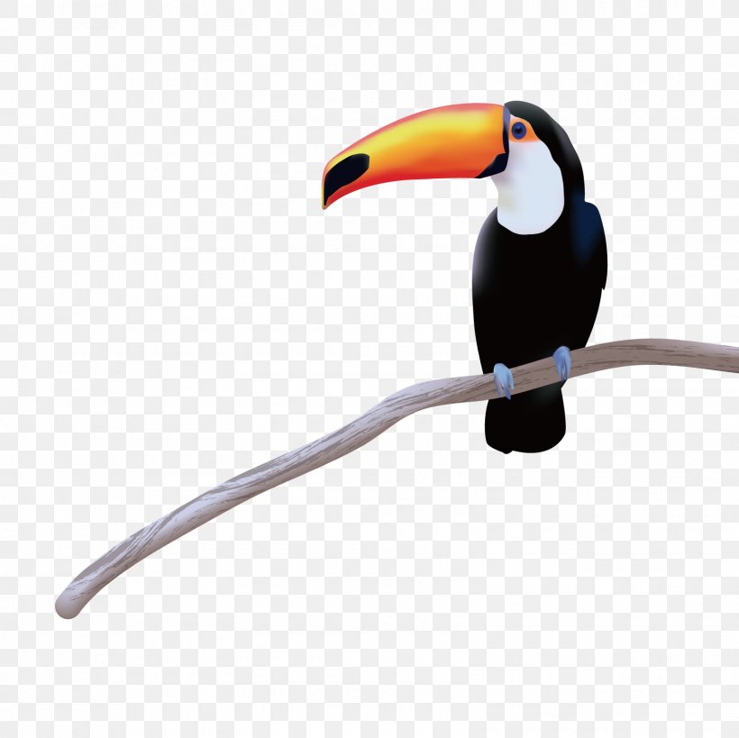 Toucan Bird, PNG, 1600x1600px, Toucan, Animal, Beak, Bird, Illustrator Download Free